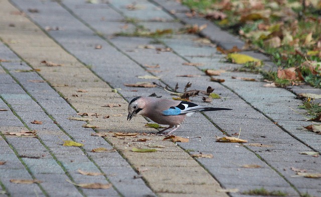 分析